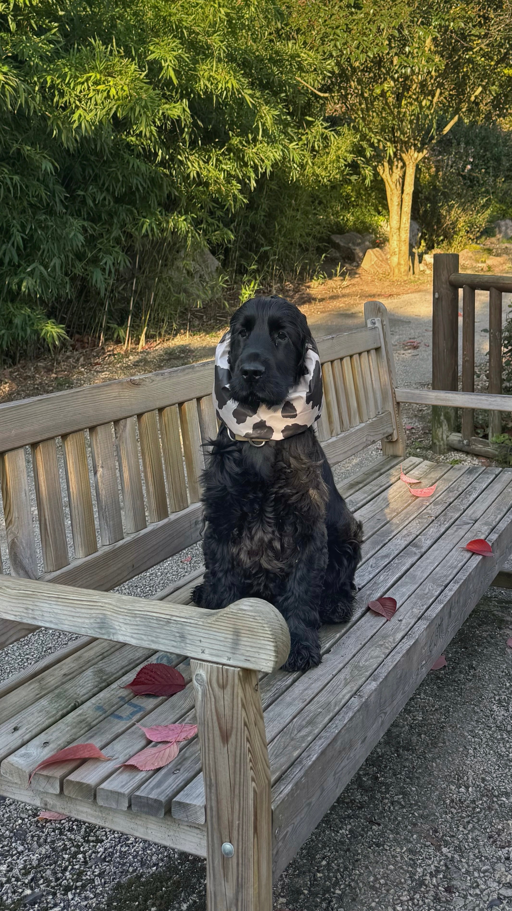 Snood imperméable - Vache