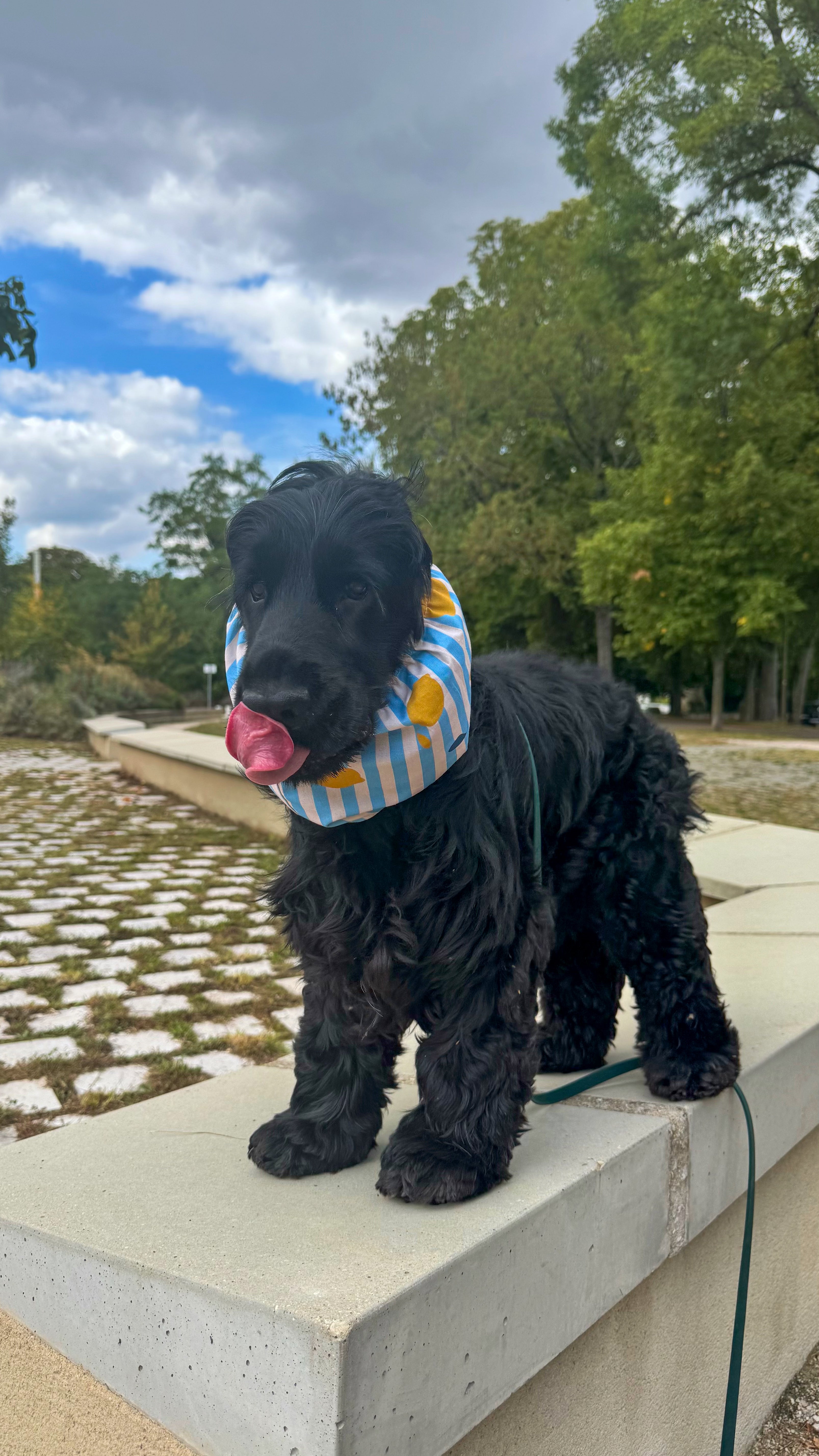 Snood imperméable citronné