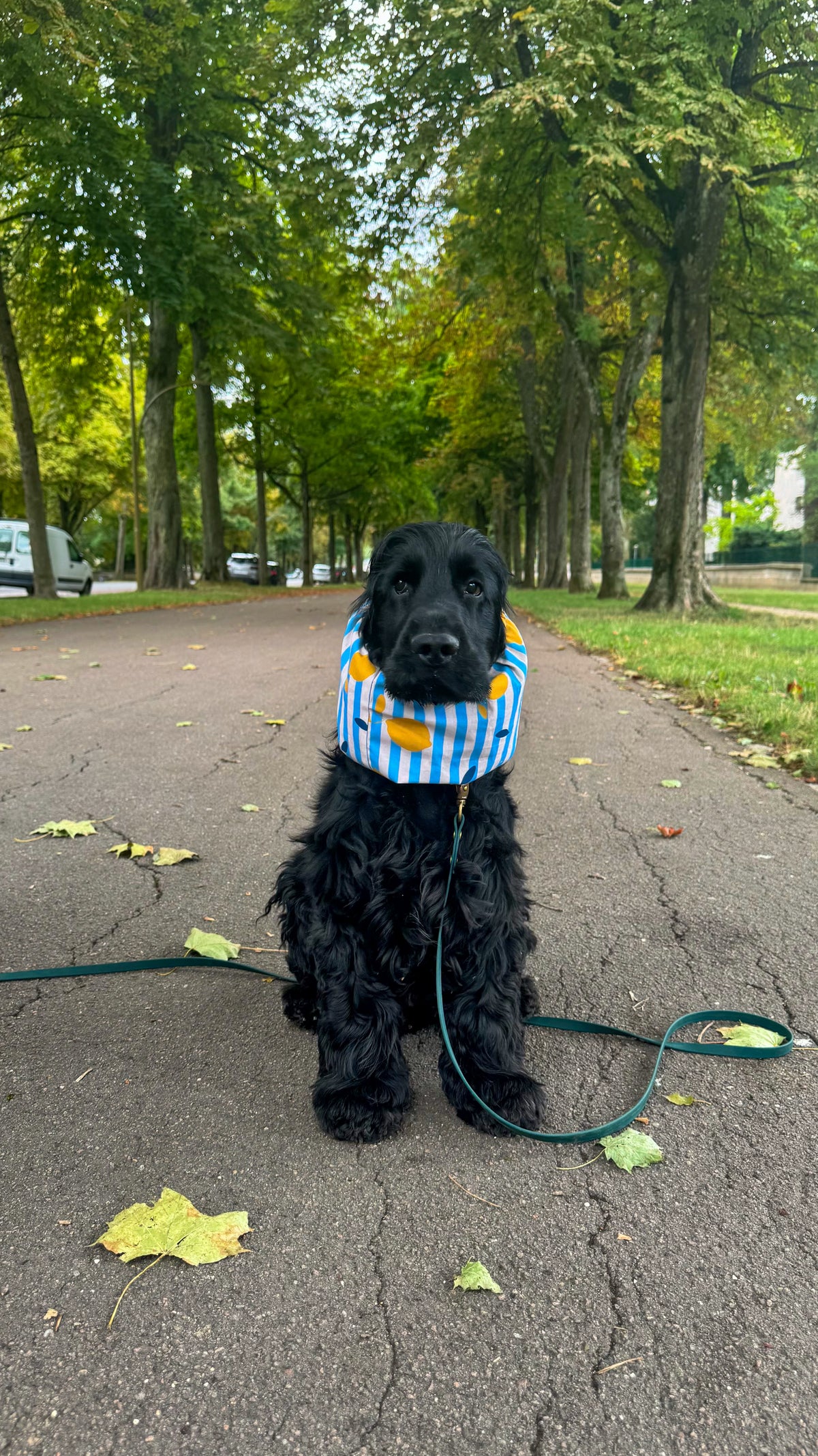 Snood imperméable citronné