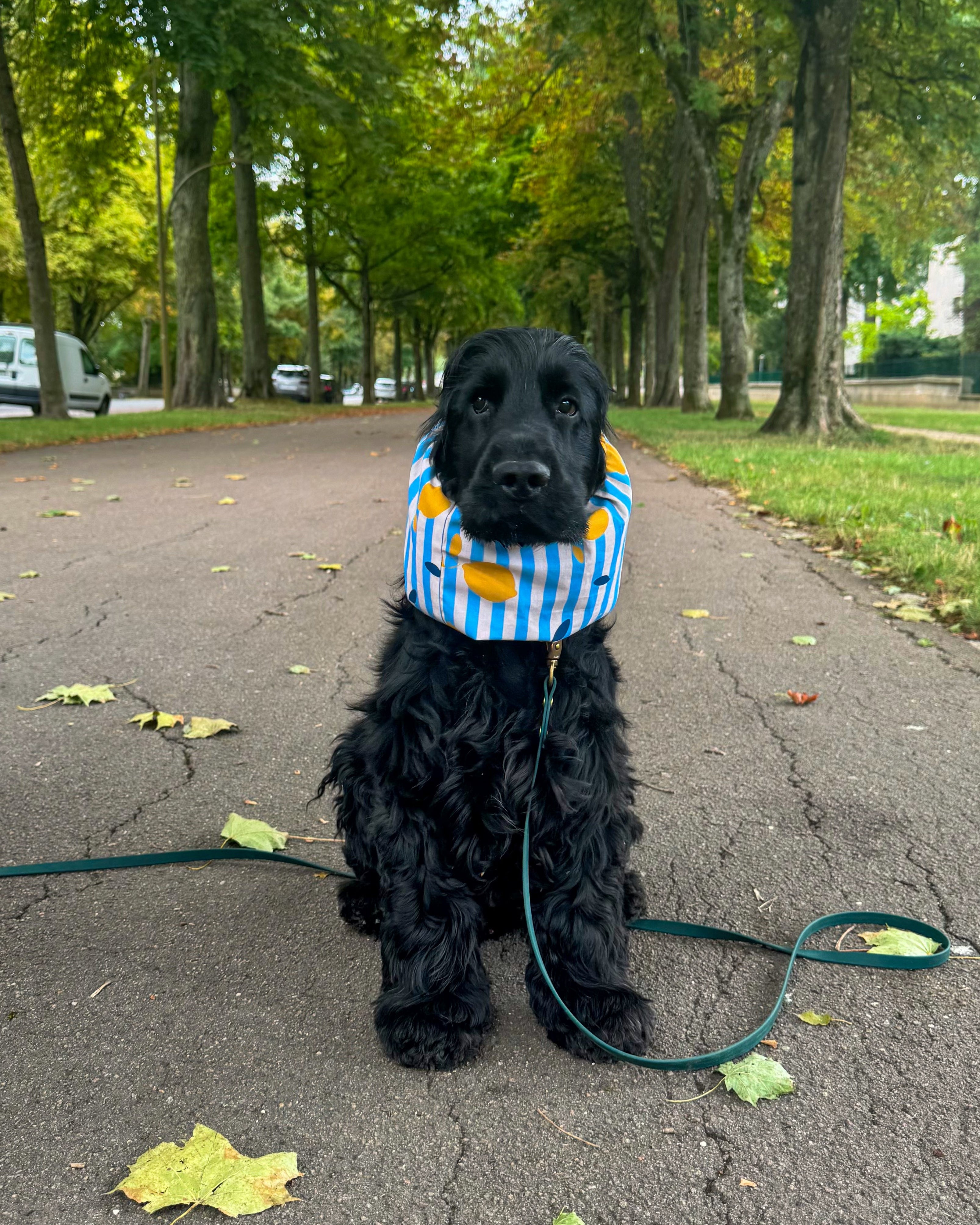 Snood imperméable citronné